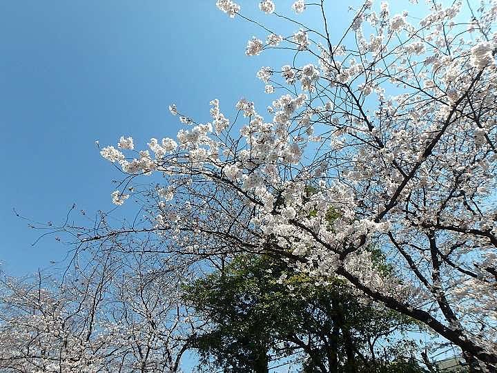 こんにちは。ここ連日ポカポカと温かい日が続いていますね。上着も一枚薄くなり、身軽な外出ができるようになり心も軽くなりますよね。すっかり春の陽気で鷺沼、宮崎台の桜の開花が今から待ち遠しいです!毎…